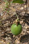 Passionflower <BR>Maypop